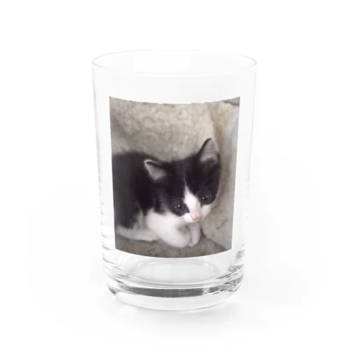 おすまし猫 テールくん Water Glass