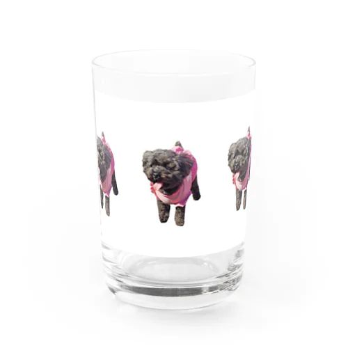 トイプードル ピュアちゃん Water Glass