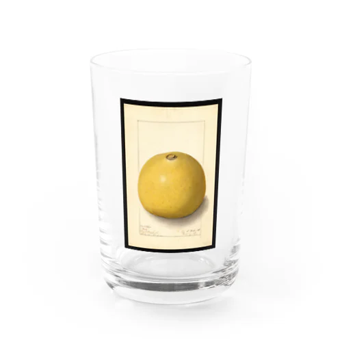 Aegle marmelos  Water Glass