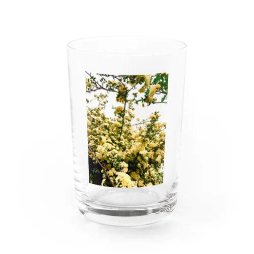 木香薔薇（モッコウバラ） Water Glass