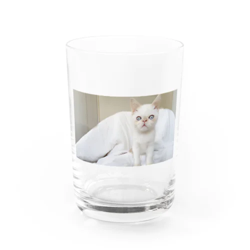 アイアムバァァッドキャット Water Glass