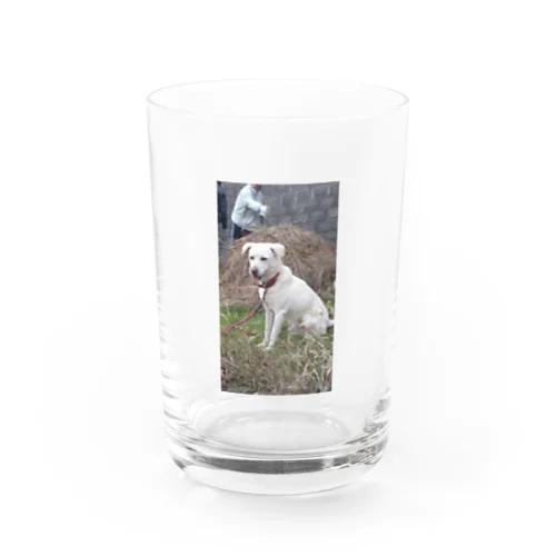 我が家の愛犬　バンくん Water Glass