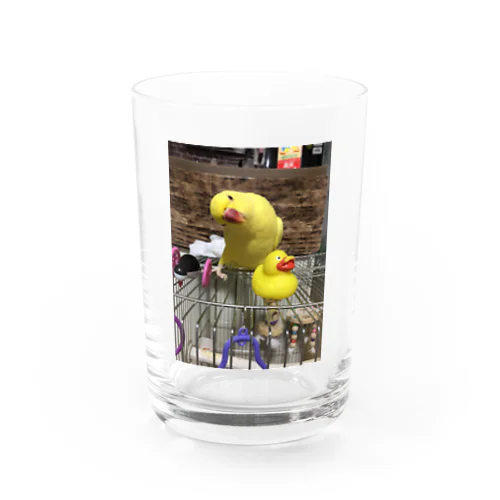 ワカケホンセイインコのきいろちゃん Water Glass