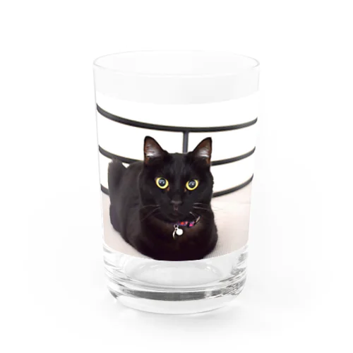 黒猫のうめたん Water Glass