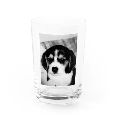 ビーグルBaby Water Glass