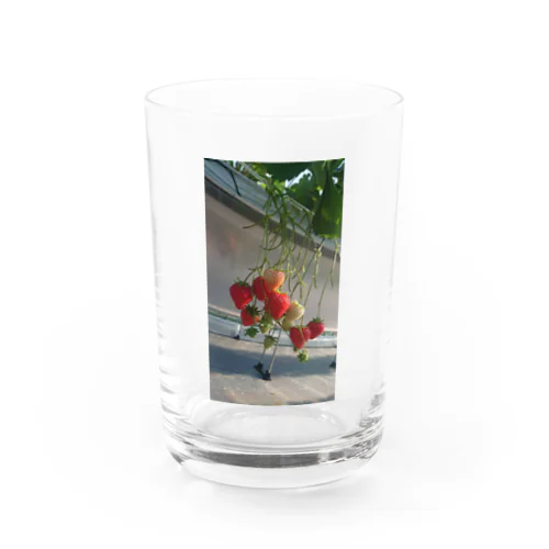 静岡いちごグッズ Water Glass