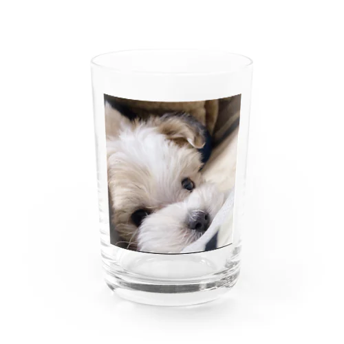 愛犬クゥ Water Glass