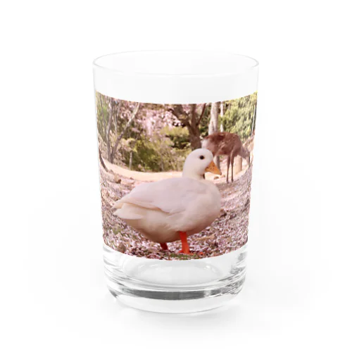 桜Kちゃん Water Glass