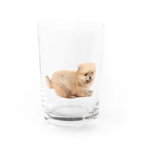 困り顔の赤ちゃんポメ Water Glass