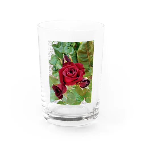 薔薇が咲いた～薔薇が咲いた～真っ赤な薔薇が～♩ Water Glass