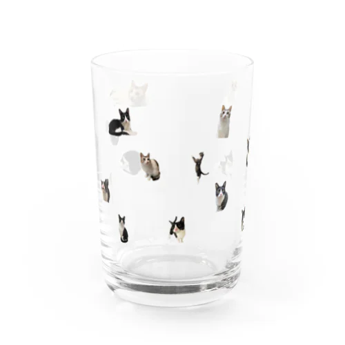 猫がたくさん Water Glass