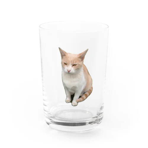 家の猫 Water Glass
