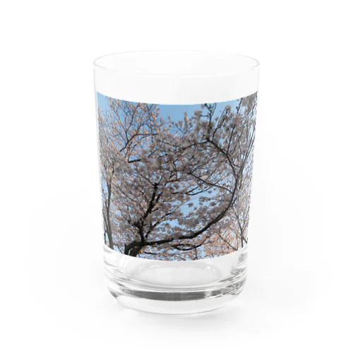 桜と空 Water Glass