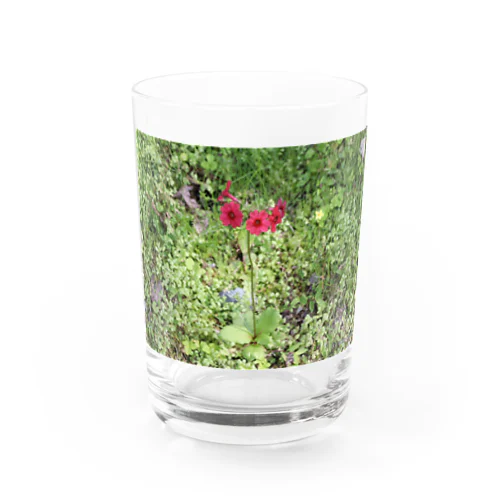 桜草 Water Glass