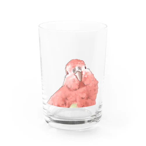 アキクサインコのチャム（首かしげ） Water Glass