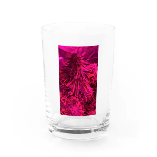 glow LIFE Water Glass