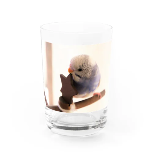 いんこのひなたぼっこ Water Glass