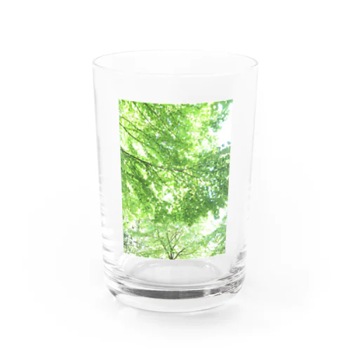 新緑の風 グラス