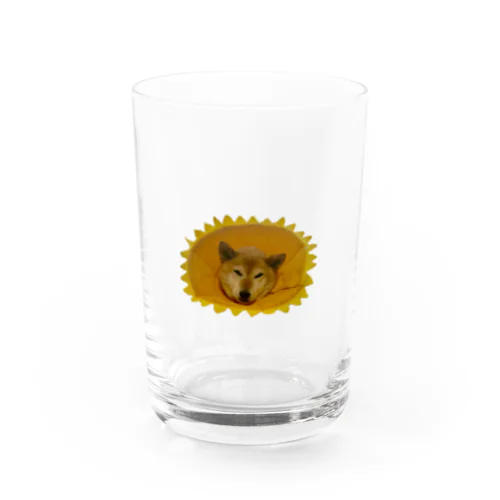 ひまわりの柴犬 Water Glass