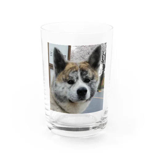 蓬ちゃん Water Glass