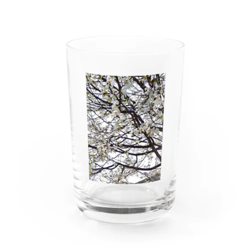 こぶぅ〜し❀ Water Glass