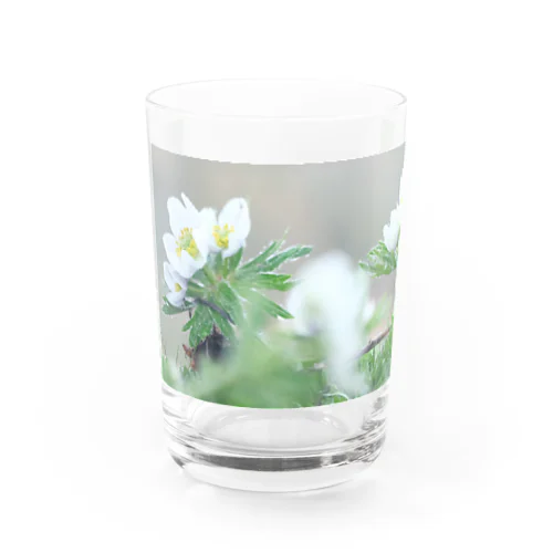 植物図鑑 ハクサンイチゲ② Water Glass