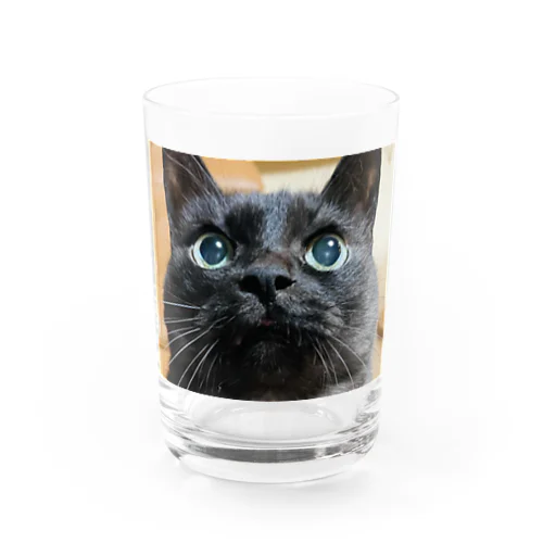 黒猫のわりにそんなに黒くない黒猫のかげちよくん Water Glass