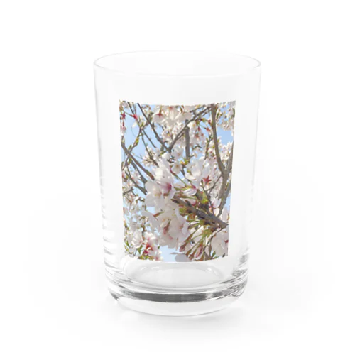 SAKURA Water Glass