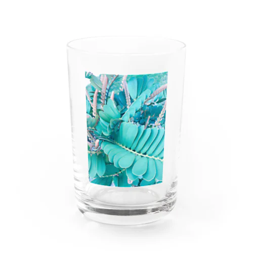 メキシコソテツ Water Glass