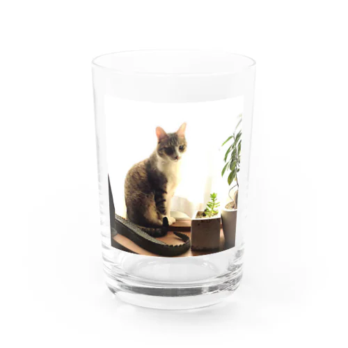 窓際のマロ Water Glass