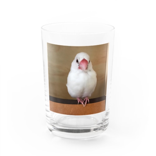 白文鳥のおもちさん Water Glass