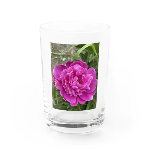 華　芍薬(しゃくやく) ピンク Water Glass