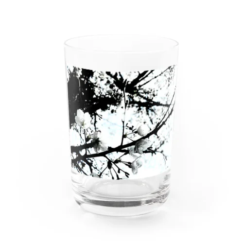 八幡さくら1 Water Glass