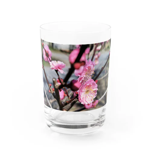 日本の春 梅 Water Glass