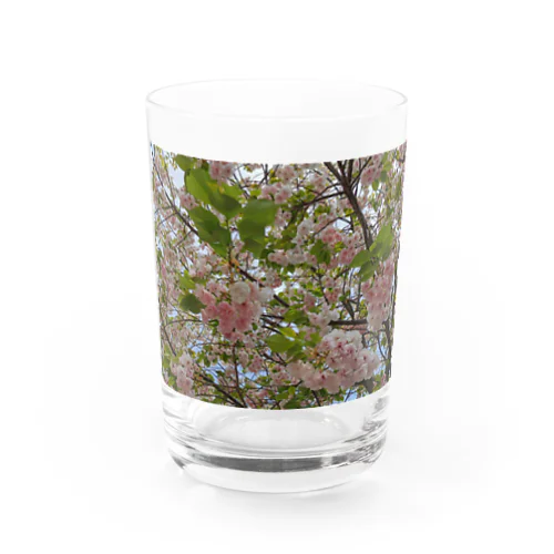 日本の春 桜A Water Glass