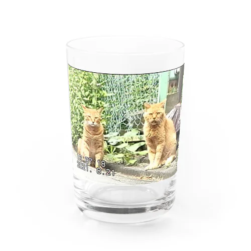 miniDVテープ「二匹の猫」 Water Glass