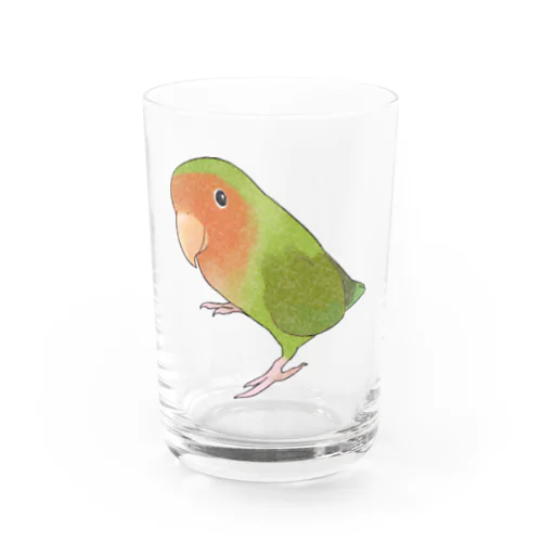 見つめるコザクラインコちゃん【まめるりはことり】 Water Glass