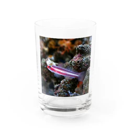 オヨギイソハゼ Water Glass