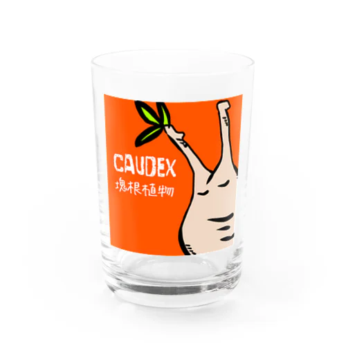 caudex  Water Glass