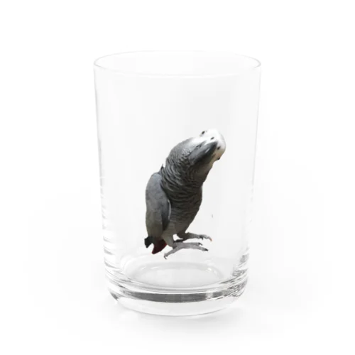 インコ　ヨウム　鳥 Water Glass