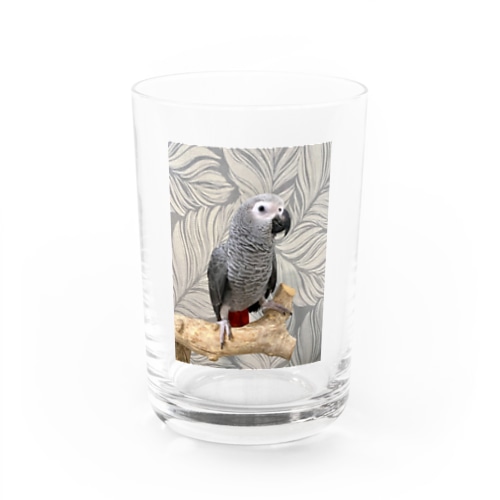 ヨウムの大吉くん Water Glass