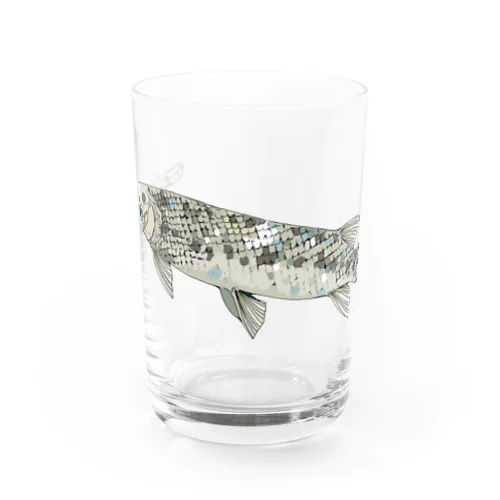 ガーパイク（スポテッドガー）グラス Water Glass