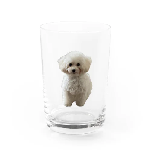 トイプードルのぱるむちゃん Water Glass