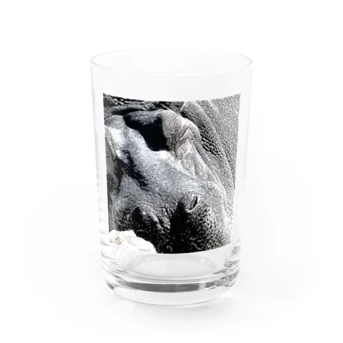 動物園のカバ Water Glass