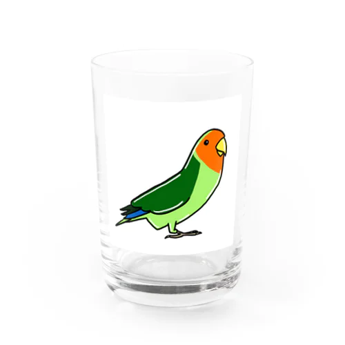 コザクラインコ Water Glass