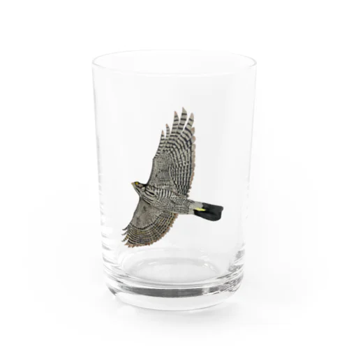🪶猛禽類　ツミ　🦅 だぞっ‼️ Water Glass