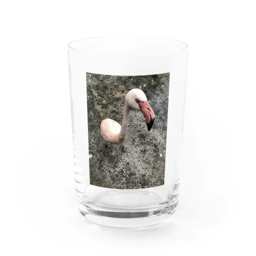 フラミンゴ Water Glass
