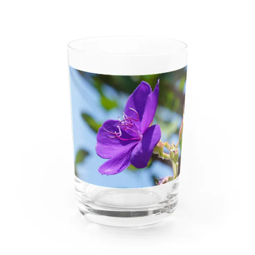 シコンノボタンの花 Water Glass