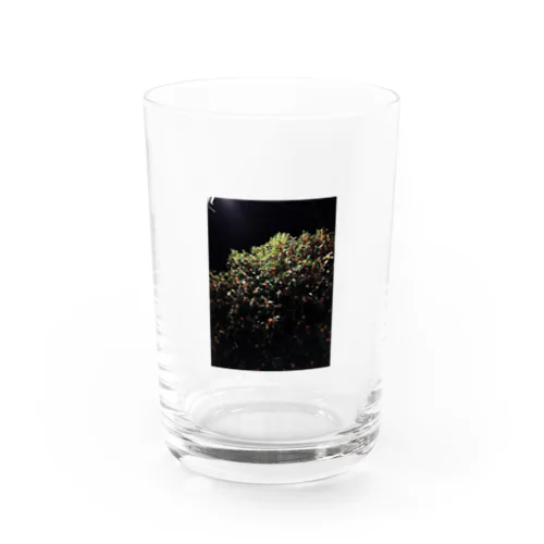 夜の金木犀 Water Glass