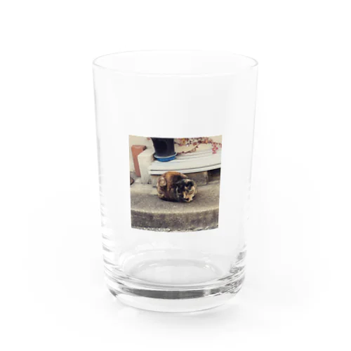 明石の漁師町にいたサビ猫さん Water Glass